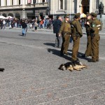 K problémom Čile patria pouličné psy. Je však o nich dobré postarané a sú pod zákonom.