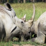 Nosorožce oddychujúce v národnom parku Nakuru v Keni.
