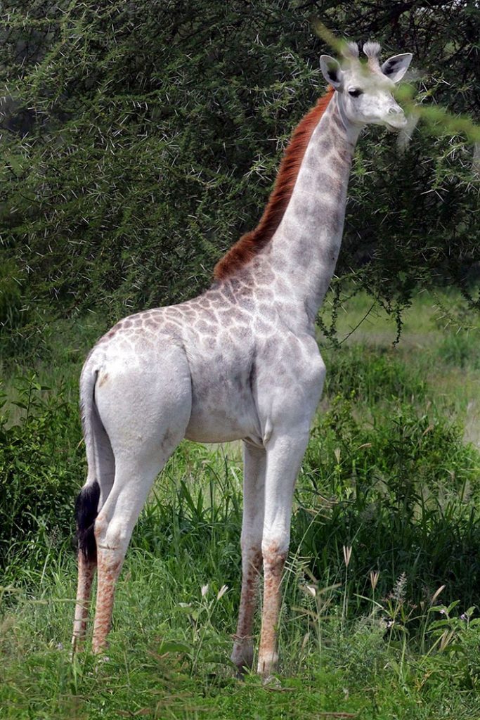 biela žirafa